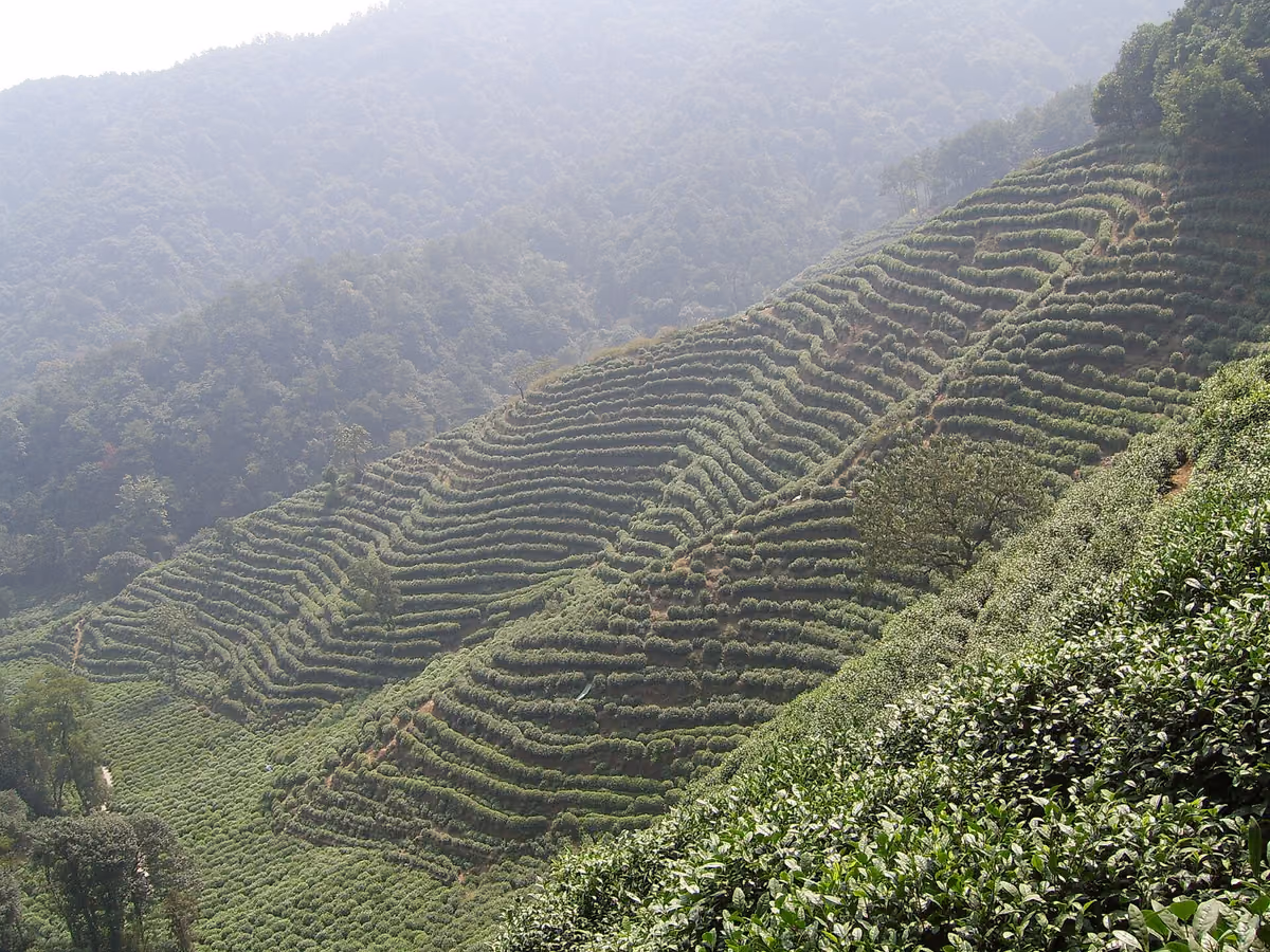 Terraced Longjing tea fields in Hangzhou
