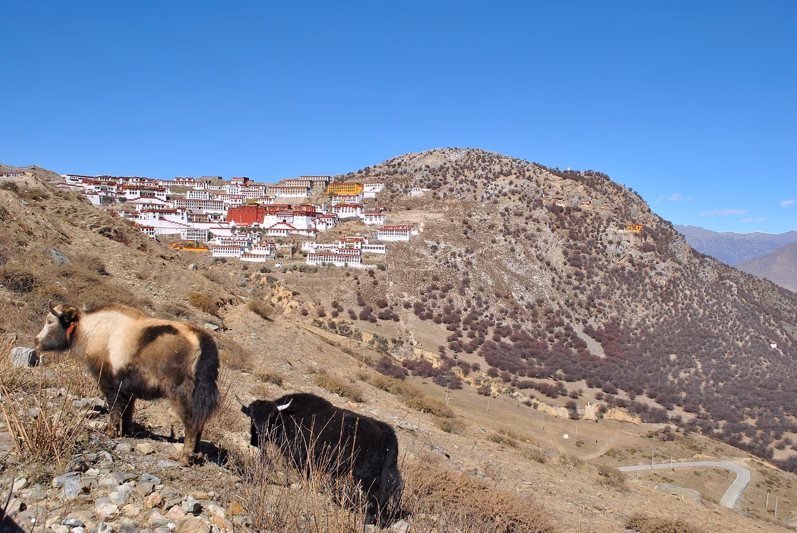 Yaks on the hillside below Ganden Monastery near Lhasa, photographed in 2013
