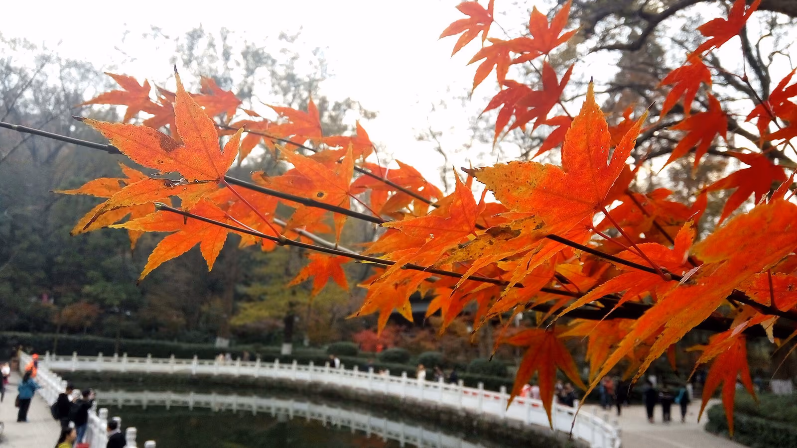 Red and orange maple leaves beside a garden bridge on Qixia Mountain