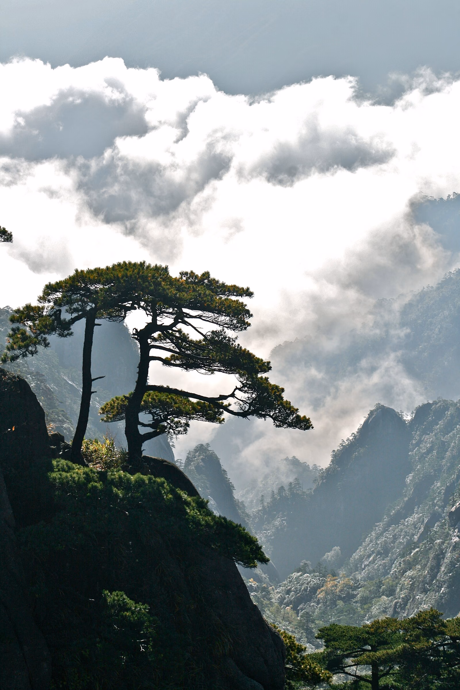 A Huangshan pine growing against the mountain landscape