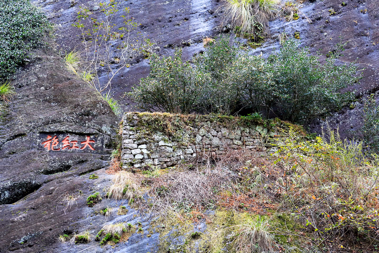 Da Hong Pao tea bushes in the Wuyi Mountains