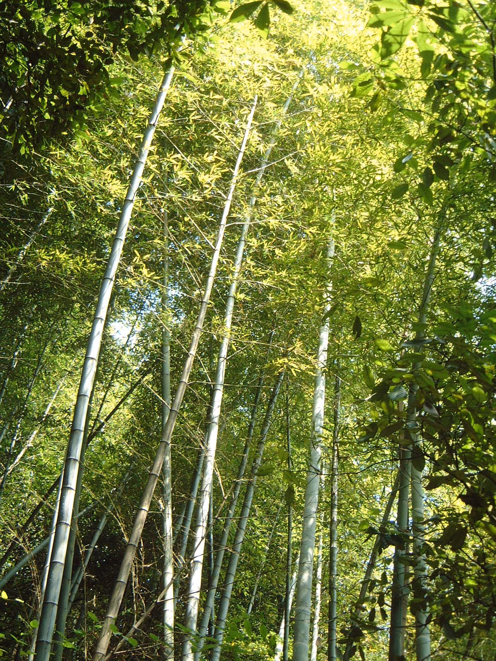 A close view inside Moganshan's bamboo forest