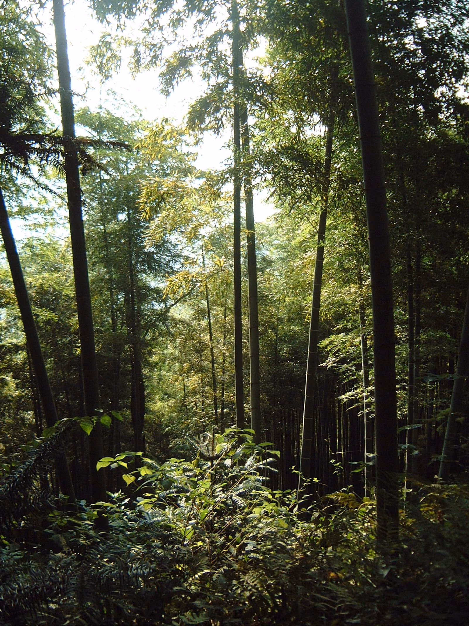 Dense bamboo covering the slopes of Mogan Mountain