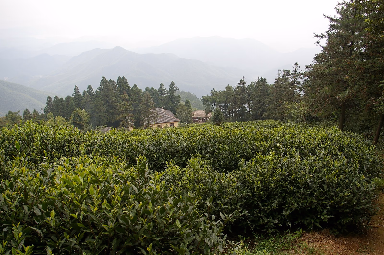A wooded hillside view in the Moganshan scenic area