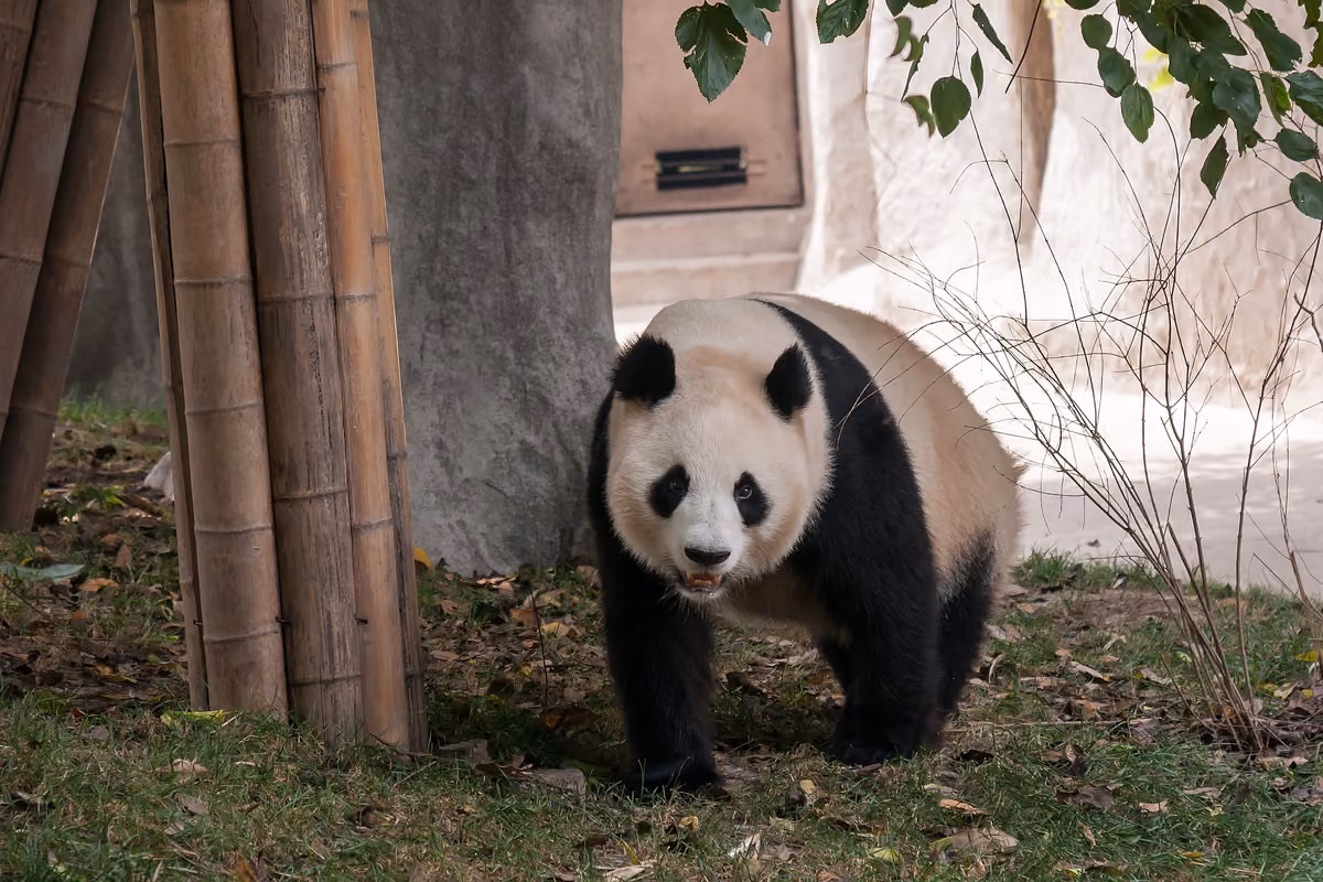 A giant panda at the Chengdu Research Base of Giant Panda Breeding
