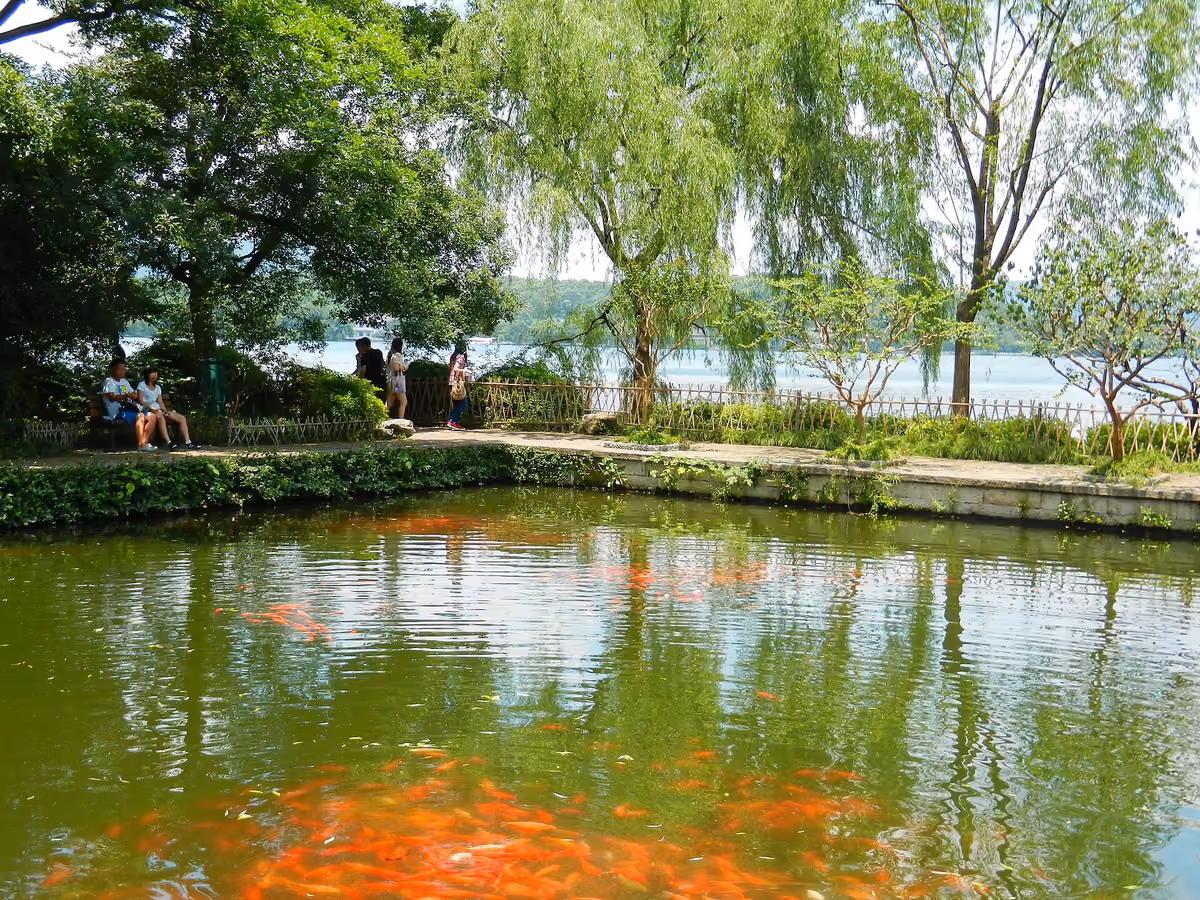 Willows beside the fish pond at Flower Pond Fish Viewing Park, Hangzhou