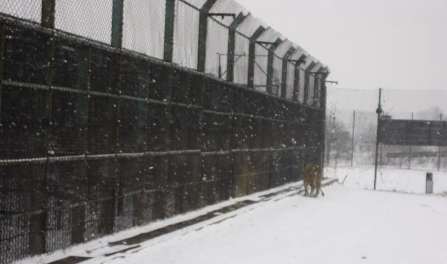 Siberian Tiger Park in Harbin, China